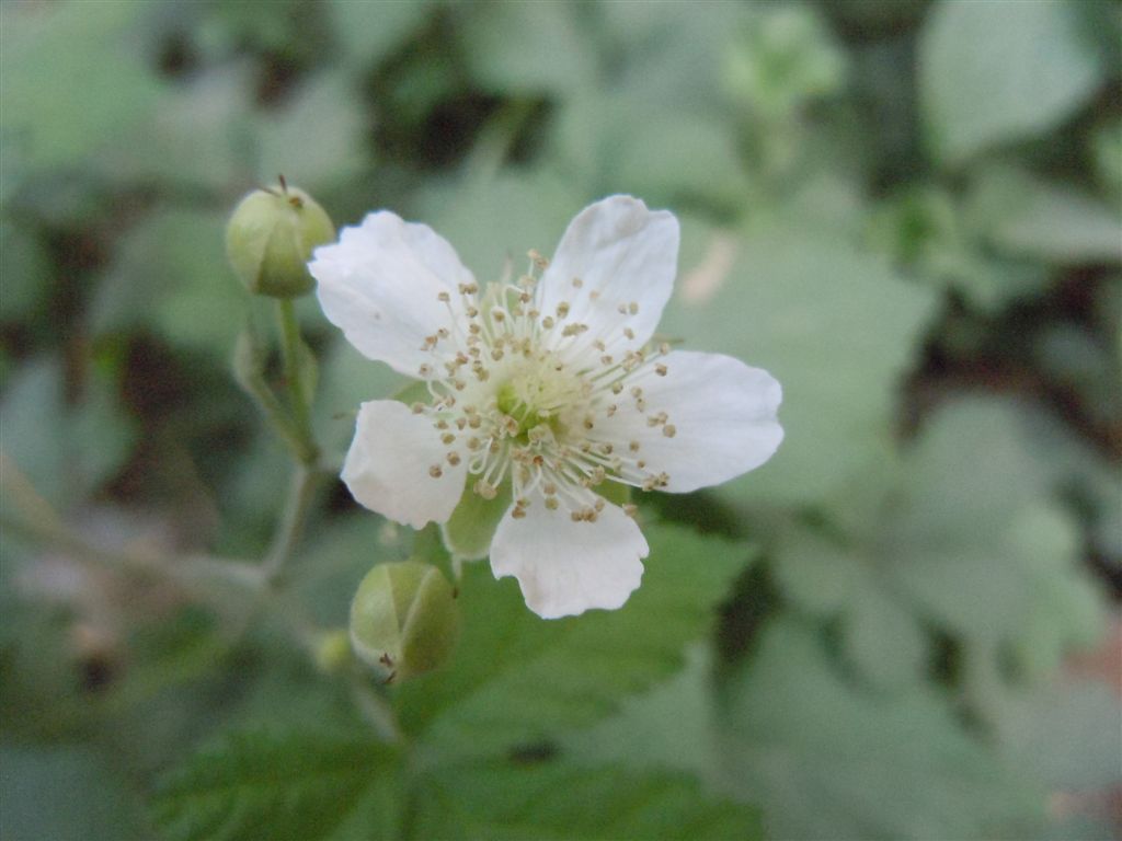 Rubus caesius?